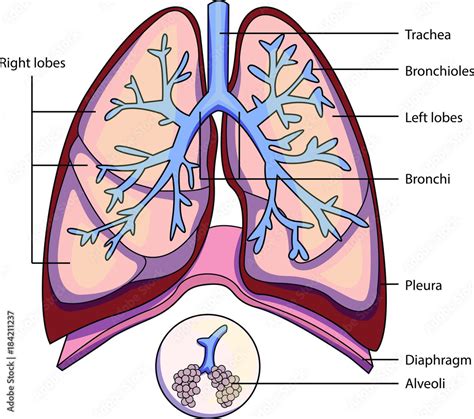 cartoon lungs|cartoon lung diagram.